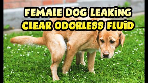 why is my dogs nipples leaking clear fluid|When A Female Dog Is Leaking Clear Fluid: 8。